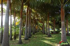 Image result for Acanthophoenix rubra