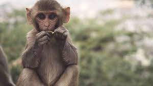 Difference Between Monkeys And Apes - Bali Safari Marine Park
