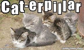 Share these funny memes with your friends and loves ones to make them laugh. Cute Pic Found On Fb Happy Caturday Meme Guy