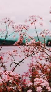 Rose Gold Tumblr Lockscreen Wallpaper Iphone 3d Wallpapers Hd Pink Wallpapers Christmas Wallpapers Tumblr Flower Phone Wallpaper Unsplash has every color, style, and aesthetic you can image, and all of our photos are free to use for all! rose gold tumblr lockscreen wallpaper