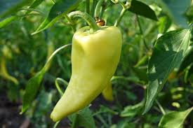 Also known as sweet spanish long. Pepper Varieties To Grow At Home Chilli A Full Guide Gardening Tips