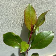 Image result for Catha edulis