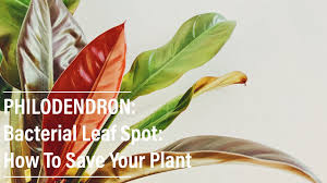 Philodendron Bacterial Leaf Spot How To Treat It Save Your Plant Youtube