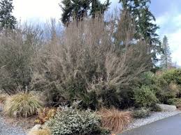 Image result for Leptospermum scoparium