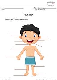Did you like these body parts activities? Science Labelling Parts Of The Human Body Worksheet Primaryleap Co Uk