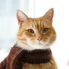 Beautiful Bob The Street Cat X Street Cat Bob Beautiful Cats Crazy Cats