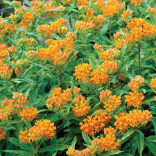 Image result for Asclepias albens