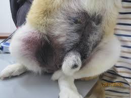 響が丘動物病院 おしらせブログ