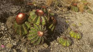 Image result for Cactaceae
