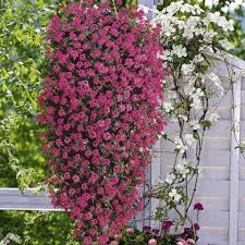 But watch out common pests like to burrow in this plant, including spider mites and mealybugs, kranz says, which you can repel with. 8 Best Hanging Basket Plants Hanging Basket Flowers