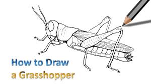How To Draw A Grasshopper Step By Step Easy Drawing Youtube For the next five weeks we are going to be sharing some activities to allow budding insect scientists to explore the common groups (orders) of insects, including: how to draw a grasshopper step by step easy drawing