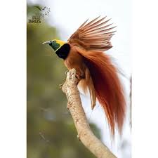 Bird Of Paradise Papua New Guinea Akhil Photos Bird Of The Day Raggiana Bird Of Paradise Location Birds Of Paradise Bird Birder