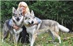 Czechoslovakian Wolfdog Breed Information Center