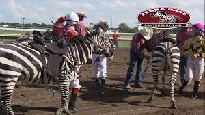 They will occur …after the sixth and selfies of themselves alongside a cartoon ostrich and camel to celebrate the weird event and let their friends know what they're up to. Watch Ostrich Zebra Camel Races At Retama
