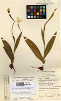Image result for Savannosiphon euryphyllus