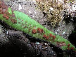 Image result for Grammitis