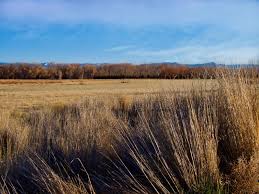 For cool season grasses, cut them back in early spring. 1 707 Tall Grass Fields Photos Free Royalty Free Stock Photos From Dreamstime