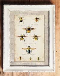 Vintage Bee Book Plate Bee Decor Art Beehive Bee Decor Honey Bee Decor Plate Wall Art