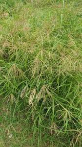 Image result for Chloris gayana