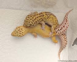 Small Scale Leopard Gecko Breeding 101 Onlinegeckos Com