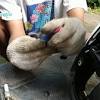 Perkiraan biaya servis honda beat karbu. 1