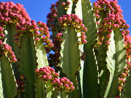 Image result for Cavacoa aurea