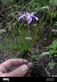 Image result for Moraea elliotii