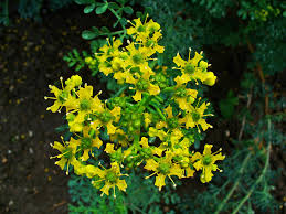 Image result for Ruta graveolens