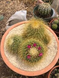 Image result for Rytigynia lewisii