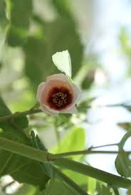 Image result for Abutilon pycnodon