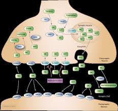 Image result for Methylphenidate
