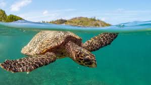 They spend much of their time resting in ledges and caves as they fancy making homes in tropical coral reefs. Hawksbill Turtle Facts And Photos