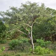 Image result for Lannea schimperi