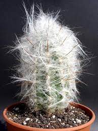I am not much of a photographer we had some very. Cephalocereus Senilis Old Man Cactus Cactus Plants Flowers