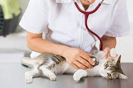 15 Dokter Hewan Terdekat Di Palembang In 2021 Cats Cat Problems Sick Kitten