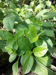 Nyawa which translates to life in english was set up by 4 vastly talented friends with a passion for beauty and fashion and a varied. A Magic Leaf Called Sambung Nyawa
