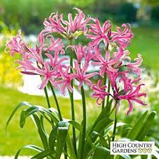 Pink Nerine Lily Lily Bulbs Spring Flowering Bulbs Bulb Flowers