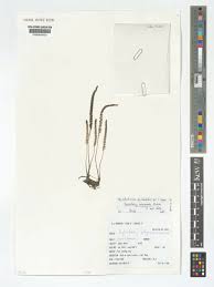 Image result for Hydrostachys polymorpha