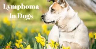 Eventually, the cancer will infiltrate an organ to such an extent that organ fails (often this is the bone marrow or the liver). Lymphoma In Dogs Good Pet Parent