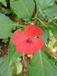 Image result for Balsaminaceae