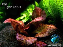 Aquatic Magic Aquarium Plants Planted Aquarium Fish Tank Plants Aquarium Grass