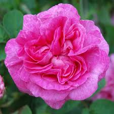 Marie Louise (Shrub Rose)