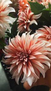 Send flowers to hartford, ct using our network of local florists & flower shops. Butler Florist And Garden Center Home Facebook