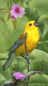 Pin By Meryem Kaya On Muhtesem Canlilar Beautiful Birds Funny Birds Most Beautiful Birds