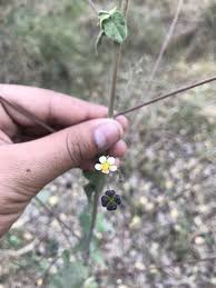 Image result for Wissadula