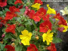 Image result for Mimulus