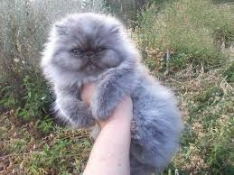 Blue Persian Cat Kitten Cats Persian Kittens Persian Cat