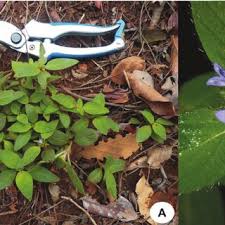 Image result for Ixora kalehensis