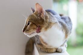 Abscesses in cats are usually caused by bite wounds or scratches, and may be multiple when they occur. Treating A Cat S Abscess Thriftyfun