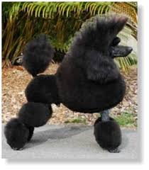 Miniature poodle · phoenix, az. Myflair Miniature Poodles Miniature Poodle Breeder Brisbane Qld